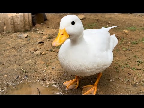 Talkative Piko, Which Duck Do You Want to Play With? (Our Pet Call Duck)