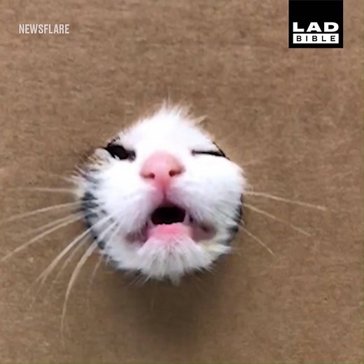 5M views · 38K reactions | Cats + boxes = ultimate happiness!  | LADbible | Facebook