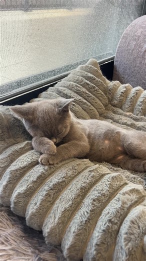 Café Adventures with Cats in Surfers Paradise