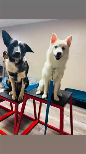 Fennec! #pomsky Good Dog! Coaching & Pet Care, LLC | Terie Hansen | Facebook