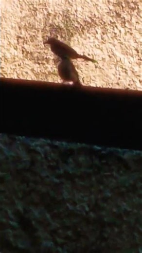 ᭚ᬘᭂᬭᬸᬓ᭄ᬘᬸᬓ᭄᭟ (Cerukcuk) - cica - cucak - merbah - cucak-cucakan - crukcuk - jogjog - terucuk 205