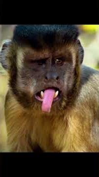 Fortunately, monkeys can use tools to solve problems. #wildlife #animals #shorts #monkey #nature