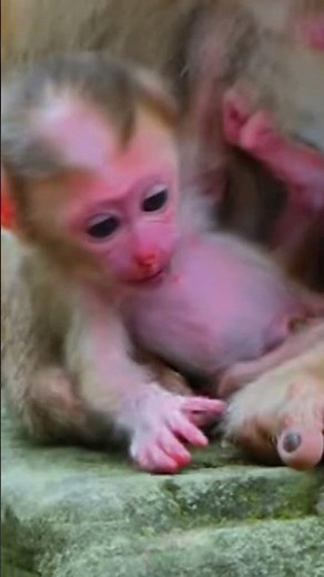 Mother Macaque and Baby Share Precious Wildlife Moments