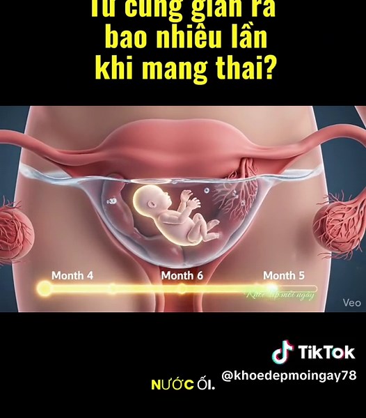 Quá trình hình thành thai nhi tháng của mẹ bầu