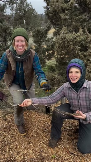 Rainshadow Organics on Instagram: "Quack. If you know you know. Quack is a highly aggressive rhizome that spreads rapidly. It’s extremely difficult to get because when you break it off it grows roots right there! We’re trying to make the most of the quack patch in the 2 acre."