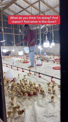 PAR FARM LTD🐔🐥 (@par_f_ltd)’s videos with som original - MMOB