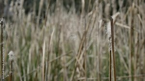 The Typha grows robust in paludariums and river zones.
