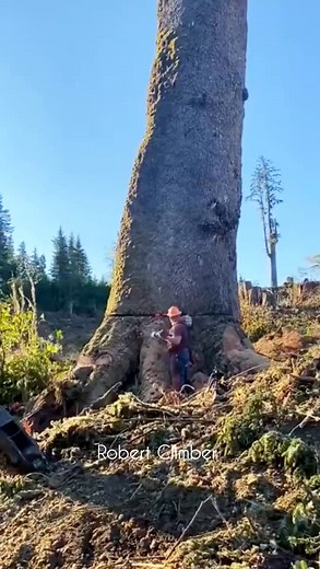127K views · 1.3K reactions | Cutting down a 500 year old tree #treecutting #Dangerous | Robert Climber | Facebook