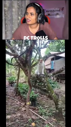 പൂച്ച സർ 😂😂