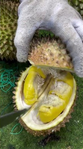 the process of splitting durian fruit #shorts
