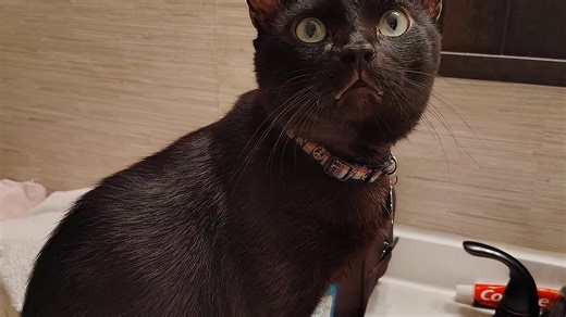 #catsoftiktok #talkingcatsoftiktok #cat #funnycatvideo #cattiktok