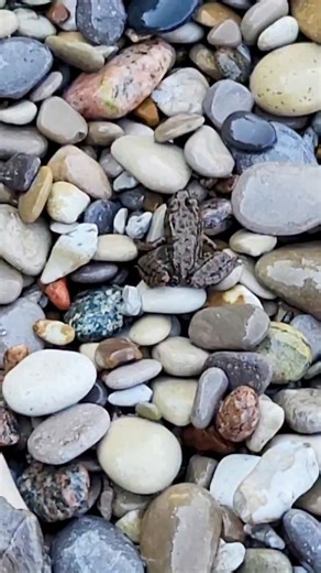 MyMichiganBeach.com Michigan Travel ✋🏼🏖 on Instagram: "You never know who you met when rock-hunting in Michigan... #rockhounding #puremichigan #rocks"