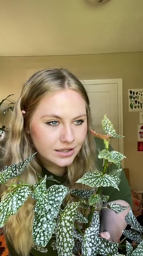 Begonia Care Tips for Plant Lovers