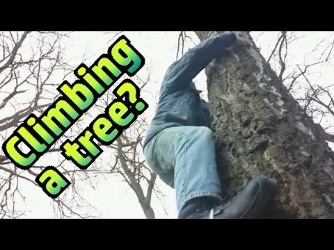 Tree climbing (with a foot loop) №013