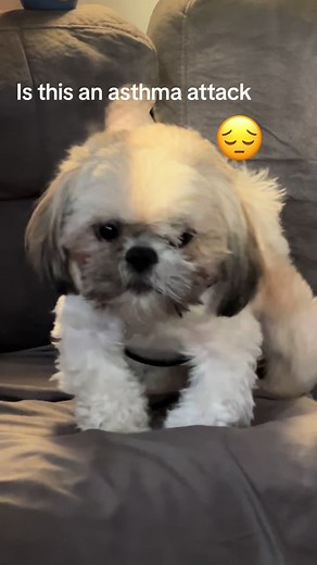 Understanding Asthma in Shih Tzu Dogs