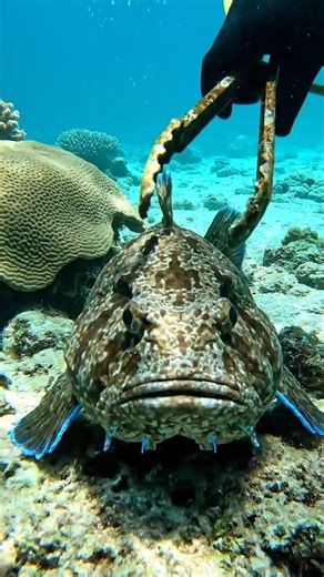 Grumpy Toadfish Standoff: Rusty Tongs at the Reef — #UnderwaterPhotography #MarineLife #Toadfish
