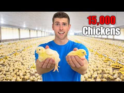 I Quit My Job for This… My Chickens Aren’t Growing