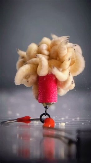 ONE MORE CAST on Instagram: "Carp’s-eye 👁️ and ear-view! 😱 No wonder they take it! 👊 Is this how the devastating MEDUSA 🐍 Rig behaves underwater? 🤔 If so, no wonder they take it! 🤯 This little number has been knocked up using: ✅ Dazzlers Aligners and Hookbeads ✅ Lock Hook ✅ Tweakers Eyed Bait Screw Maggots 🐛 are such a good bait when used right. Ignore them at your peril! 🎣 #carpbaits #carpfishing #fishing #carprig #omctackle"