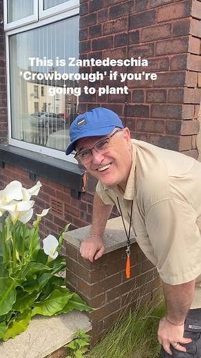 24K views · 507 reactions | Arum lily Zantedeschia aethiopica ‘Crowborough’ #gardening #gardens #herbaceousborder #plants | Dave The Plantman | Facebook