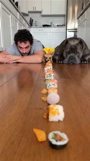 Sunny Singh Rajput on Instagram: ""Ready... Set... GO!" 🏁 I thought this was an eating race, but the Chihuahua had other plans. He didn't want the sushi... he wanted to fight the big guy! 🤣 The Cane Corso just wanted to eat, but the little one in the yellow duck outfit went full "Attack Mode." Who caused more chaos? The Man, the Giant, or the Tiny Fighter? 👇 #manvsdog #dogchallenge #funnydog #chihuahua #canecorso #smallvsbig #eatingchallenge #chaos #funny #doglover #reels #shorts #viral #tren