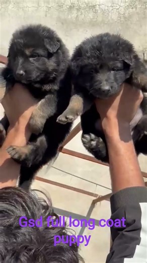 gsd full long coat male puppy super quality 🔥