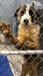 8.2M views · 220K reactions | Giant dog lived in a tiny crate for 6 years — watch her eyes light up when she gets her very first cheeseburger in a drive-thru ❤️ | The Dodo | Facebook
