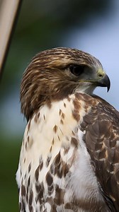 Imagine this shriek as your alarm clock? It would be alarming to say the least! Juvenile red-tail hawks emit a series of short shrieks like heard in the video, but you might be more familiar with their adult’s majestic call that is often heard when Hollywood incorrectly puts a bald eagle on screen. (Yup that’s right, the “bald eagle” squeal in movies is actually a red-tailed hawk.) As the red-tailed hawks intimidating call suggests, they are powerful hunters. They scan the ground by soaring in w