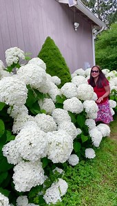 The hydrangeas at the East side of our house get only 4 hours of direct sunlight but look at their blooms. Every plant is loaded with blooms and they’re humongous, bigger than my face…. | The Garden of Eden