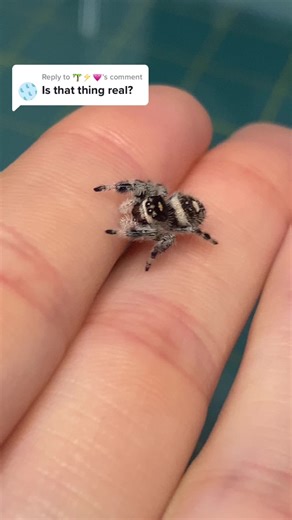 Meet the Real Jumping Spider: Tiny and Cute!