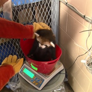 CUTE ALERT! 😍 Red panda cub updates: Name: Kiki! And look how she has grown! Weight: 3.42 lbs Activity: Zookeepers say she is moving around more, but still doing a lot of sleeping and eating. | Milwaukee County Zoo
