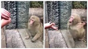 A Monkey At A Zoo Is Perplexed By A Man's Magic Trick, And The 'Precious Response' Fascinates Everyone Online, Take A Look
