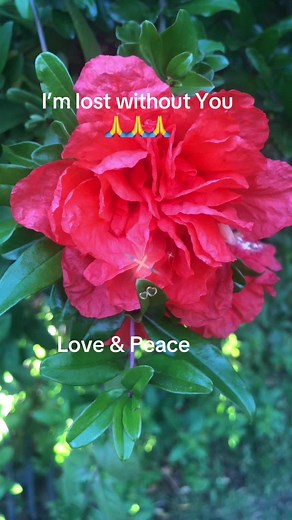 Douglas MacArthur (@douglasmacarthur36)’s videos with original sound - SamTheBeardGuy_official