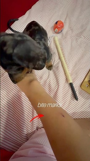 Teething state of a puppy is real