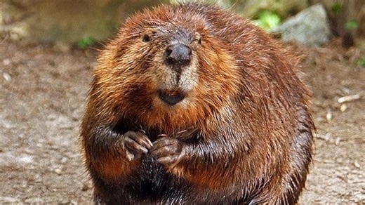 Beavers have built-in wetsuits, waterproof fur and can stay underwater for 15 minutes