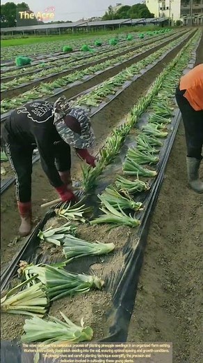 Cultivating Pineapple Seedlings: The Farming Process