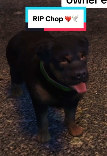 What Makes a Bad Pet Owner in GTA V?