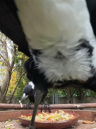 A Quiet Feed Under the Trees | Australian Magpies POV