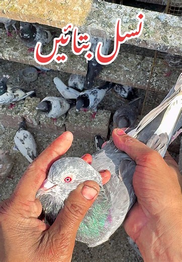 Konsi Nasal hai: Pigeon Types and Characteristics