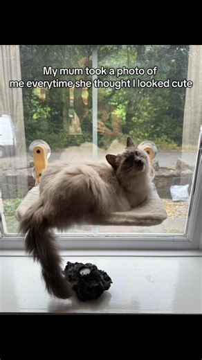 Chai and Mocha on TikTok