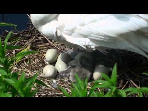 Swan's nest with eggs and birth of cygnets