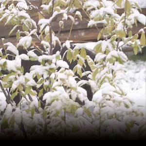 12K views · 299 reactions | The wonderful animals at Chester Zoo are enjoying the snow today | Granada Reports | Facebook