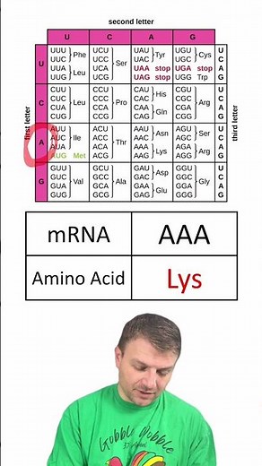 Quiz: Codon Chart