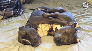 579K views · 16K reactions | These dogs are going on the nice list: | The Pet Collective | Facebook