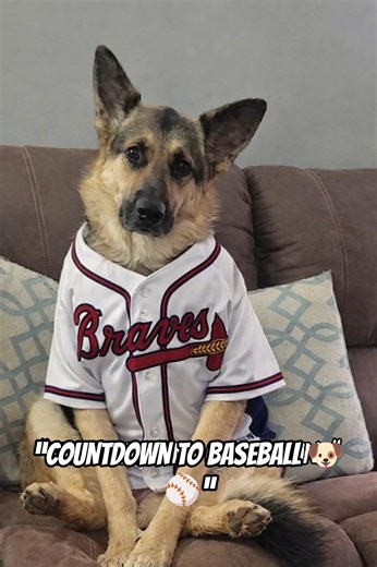 Counting Down to Spring Training Like… ⚾🐾