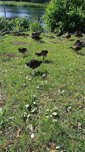 Wasservögel unterwegs – Natur pur! 🌿 #nature #animals#wildlife #birds #duck