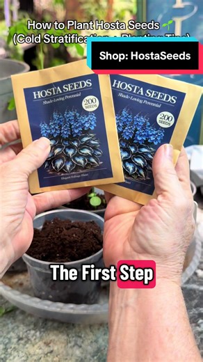If you’re wondering how to plant hosta seeds, here’s a simple way to start them successfully 🌱 this is my first time growing from seeds. Step 1: Cold stratification Place hosta seeds on a moist paper towel, seal them in a plastic bag, and refrigerate for 1–2 weeks. This helps break dormancy and improves germination. Step 2: Planting Fill a container with seed starting mix and moisten the soil. Sprinkle the hosta seeds on the surface and lightly cover them with about ⅛ inch of soil. Step 3: Keep