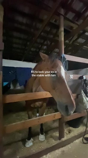 Understanding Horse Feeding Habits