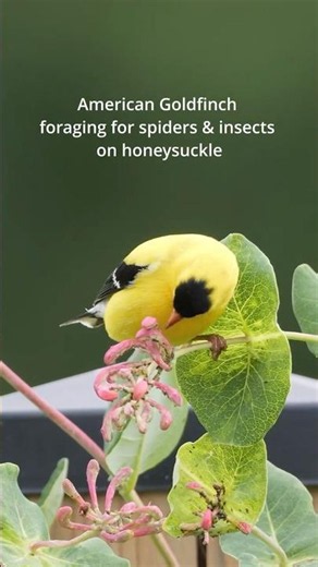 You've been wrong about Goldfinches! 😱 #BirdWatching #WildlifeCanada