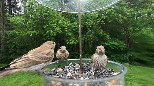 House Finch | Critter Cam