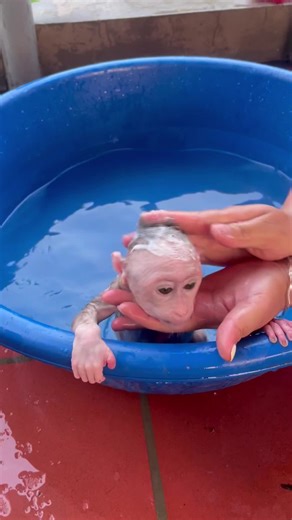 Adorable Baby Monkey Enjoys a Bath